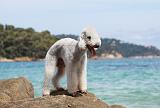 BEDLINGTON TERRIER 078